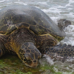 Meet your Posher, Evie